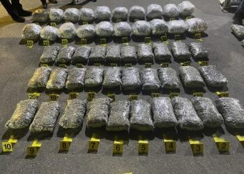 Droga ‘plas sheshit’ në Kosovë, sekuestrohen mbi 100 kilogram mariuanë