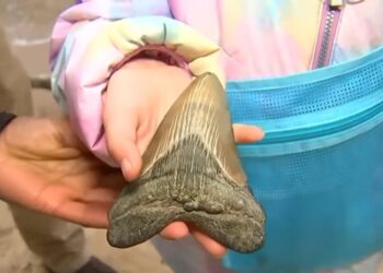 E pabesueshme! 9-vjeçarja gjen dhëmb peshkaqeni megalodon 15 milionë vjeçar