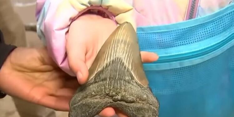 E pabesueshme! 9-vjeçarja gjen dhëmb peshkaqeni megalodon 15 milionë vjeçar