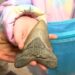 E pabesueshme! 9-vjeçarja gjen dhëmb peshkaqeni megalodon 15 milionë vjeçar