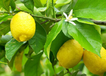 Fuqia kurative e gjetheve të limonit, ja si t’i përdorni