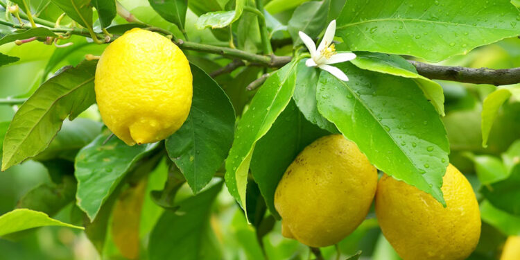Fuqia kurative e gjetheve të limonit, ja si t’i përdorni