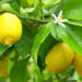 Fuqia kurative e gjetheve të limonit, ja si t’i përdorni