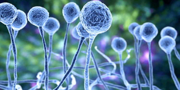 A mund të ndodhë ndonjëherë ‘The Last of Us’?  Rreziqet reale të një pandemie kërpudhash