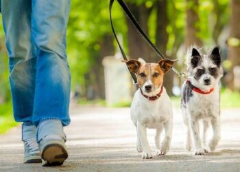 Mos e beso po deshe! Në New York paguhesh 100 mijë euro në vit për t’u kujdesur për qentë