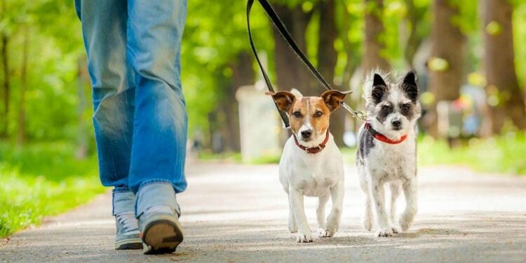 Mos e beso po deshe! Në New York paguhesh 100 mijë euro në vit për t’u kujdesur për qentë