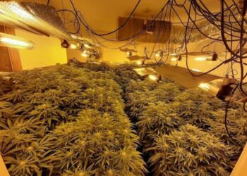 Shkatërohet banda shqiptaro-spanjolle e drogës, bastisen 6 ‘shtëpi bari’, sekuestrohen 2,181 bimë knabis dhe kapen 13 pjestarë grupi