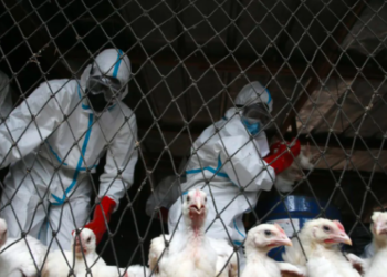 Gripi i shpendëve ‘përhapet’ te lundërzat dhe dhelprat