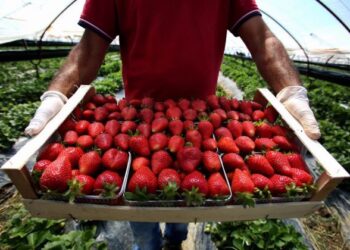 Luleshtrydhja “Made in Albania”, nga Frakulla kapërcen tregjet e rajonit dhe BE-së