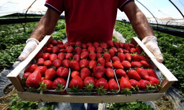 Luleshtrydhja “Made in Albania”, nga Frakulla kapërcen tregjet e rajonit dhe BE-së