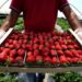Luleshtrydhja “Made in Albania”, nga Frakulla kapërcen tregjet e rajonit dhe BE-së