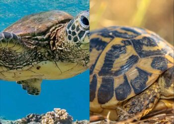 Shërbejnë për të pastruar ajrin? Ja disa fakte që nuk i dini rreth breshkave