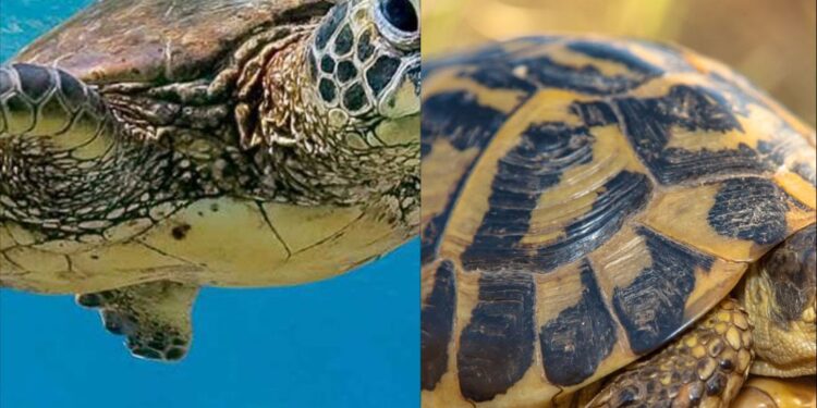 Shërbejnë për të pastruar ajrin? Ja disa fakte që nuk i dini rreth breshkave