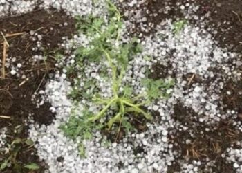 Breshëri dëmton të mbjellat, fermerët apel për ndihmë