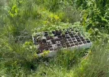 Zbulohen 610 fidanë cannabis në Krujë, në kërkim nga policia babë e bir