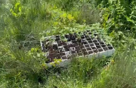 Zbulohen 610 fidanë cannabis në Krujë, në kërkim nga policia babë e bir