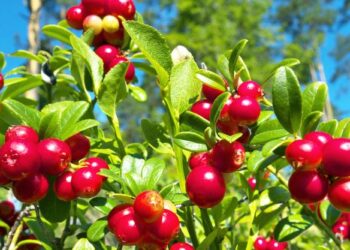 Vetitë kuruese të boronicës së kuqe