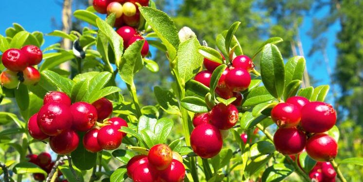 Vetitë kuruese të boronicës së kuqe