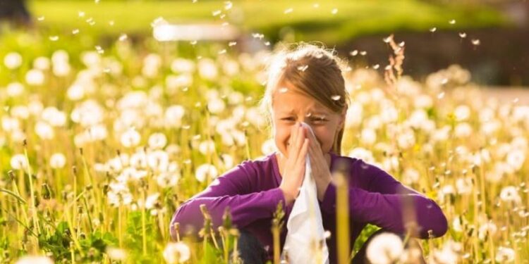 Ja disa nga bimët që shkaktojnë alergji