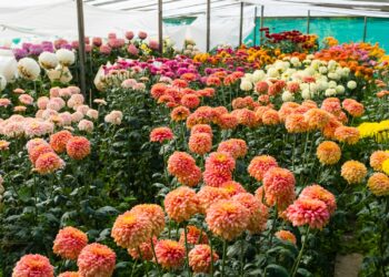 Një ekonomiste lë profesionin e saj duke u përkujdesur për kultivimin e luleve