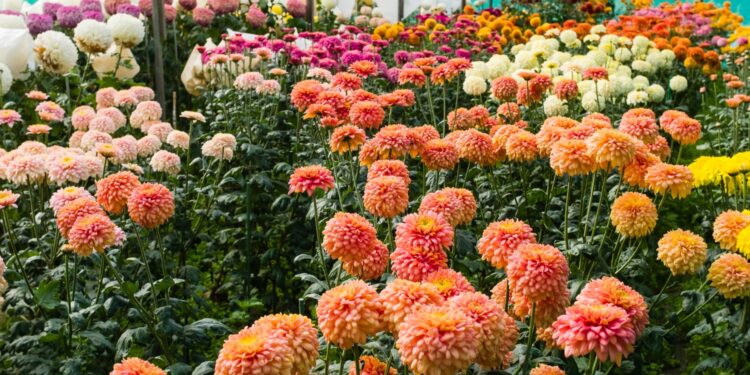 Një ekonomiste lë profesionin e saj duke u përkujdesur për kultivimin e luleve