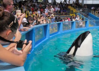 Aktivistët kthejnë balenën vrasëse Lolita në shtëpinë e saj