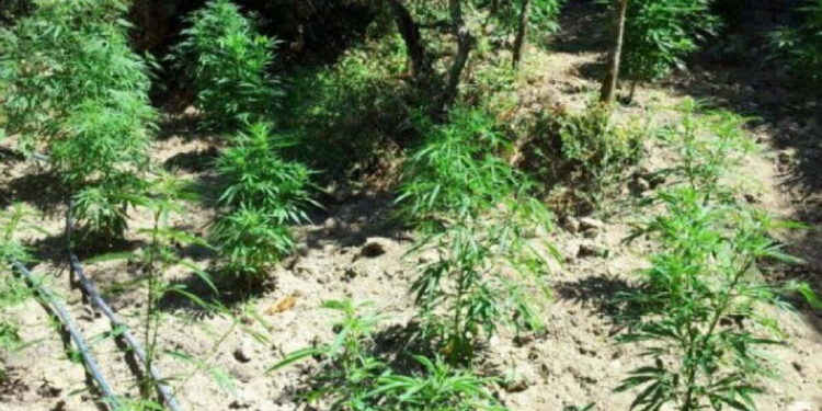 Një çift kultivonin lëndë narkotike në shtëpi