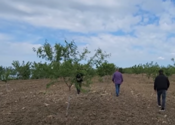 Vëllezërit që lanë emigracionin për të investuar në Roskovec