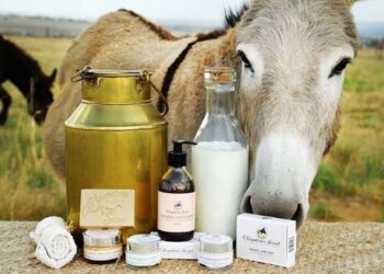 Vlerat e jashtëzakonshme të qumështit të gomaricës