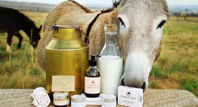 Vlerat e jashtëzakonshme të qumështit të gomaricës