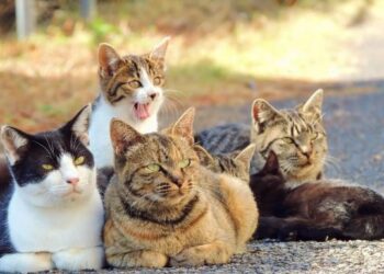 A e dinit që gëzofi i maces përcakton edhe karakterin e tyre?