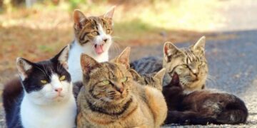 A e dinit që gëzofi i maces përcakton edhe karakterin e tyre?