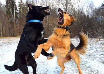 Zbulohen rracat më agresive në botë të katërputroshëve, a është qeni juaj në listë?