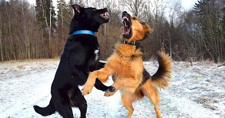 Zbulohen rracat më agresive në botë të katërputroshëve, a është qeni juaj në listë?