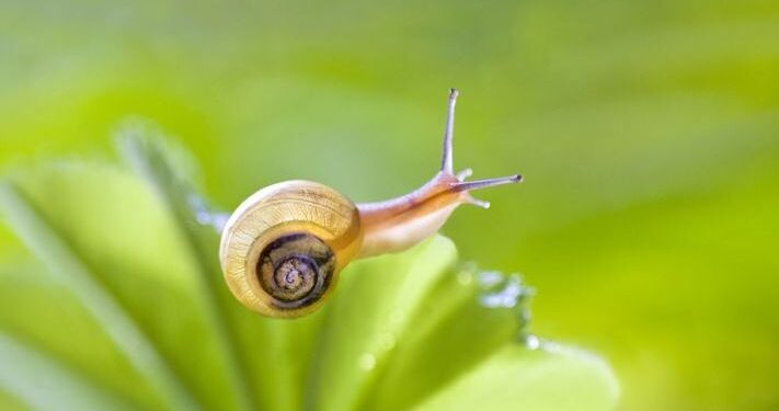 Vetitë ushqyese të kërminjëve në gatim e kozmetikë