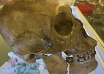 Gjendet një gjysëm kafkë njeriu afër një shpelle në Tepelenë