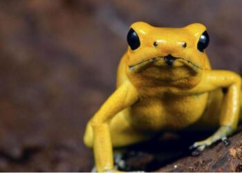 Gruas i gjenden 130 bretkosa helmuese në bagazhin e aeroportit