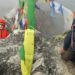 4-vjeçarja thyen rekordin për ngjitjen e Everestit në moshën më të re