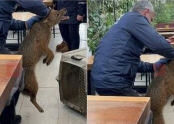 Ndodh dhe kjo! Një çakall kapet në qendër të Tiranës