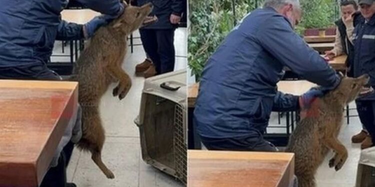 Ndodh dhe kjo! Një çakall kapet në qendër të Tiranës