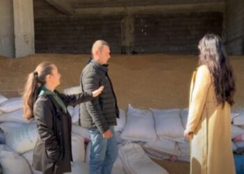“Shteti të marrë masa”/ Fermeri investoi në Bilisht pasi u kthye nga emigrimi: Gruri mbeti pa shitur, po mendoj të largohem