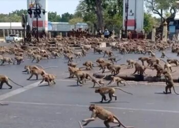 Mijëra majmunë vërshojnë në qytetin tajlandez, banorët u mbyllën në shtëpitë e tyre