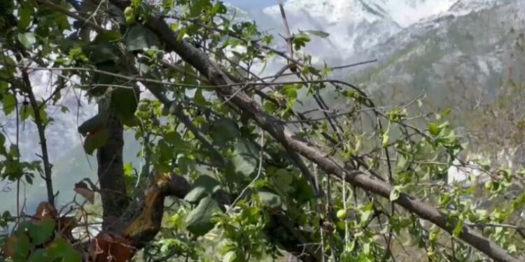 Bora arriti në 15 centimetra, shkakton dëme në bujqësi në Dibër dhe në Bulqizë