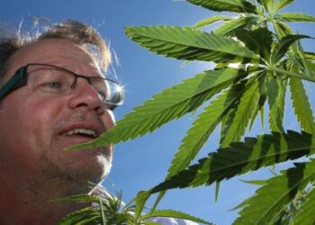 Gjermani: Hyn në fuqi legalizimi i kanabisit për të rriturit!