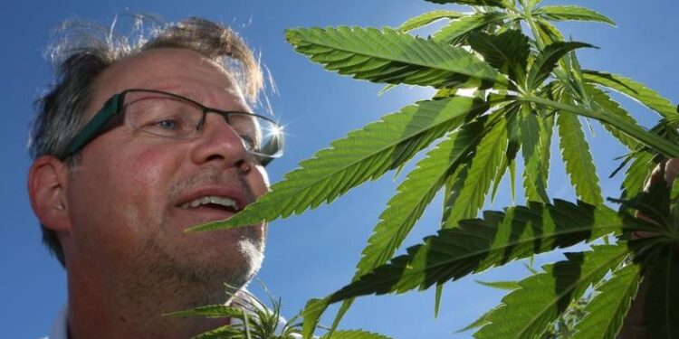 Gjermani: Hyn në fuqi legalizimi i kanabisit për të rriturit!