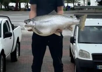 Ndodh në Pogradec! Peshkatari kap në liqen koranin mbi 13 kg (FOTOT)