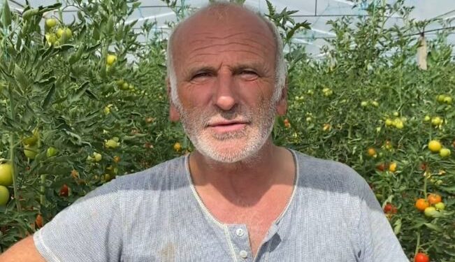 Perimet do hidhen në kanale, në Dimal fermerët ankohen për çmimet e grumbullimit: Nuk na mbulon kostot e investimit