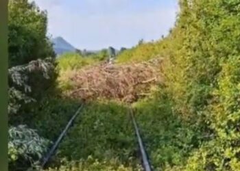 Pemët e prera hidhen mbi hekurudhë, bllokohet treni i linjës Shkodër-Laç