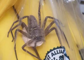 Çudia në aeroportin e Stambollit, një burrë kapet me 1500 akrepa dhe merimanga helmuese në çantë