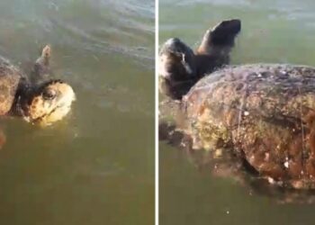 Breshka 70 kg shfaqet në ujërat e plazhit të Semanit